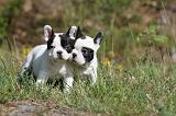 BOULEDOGUE FRANCAIS 450
